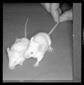 Close-up of laboratory mice