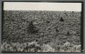 Field, Eastern Oregon, circa 1920