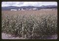 Corn field near Oregon State University dairy farm, circa 1965