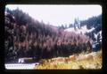 Damaged trees in forest near La Grande, Oregon, 1976