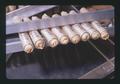 Closeup of wheat seedling vials treated with colchicine, Oregon State University, Corvallis, Oregon, 1975