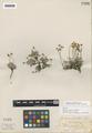Eriogonum cusickii M.E. Jones