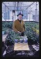 Gene Gross with potatoes in recently drained Klamath marsh soil, Klamath Agricultural Experiment Station, Klamath Falls, Oregon, 1967