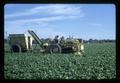 Mechanical bean harvesting at Edwards Farm, 1967