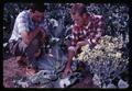 Dr. Jim Baggett and student with cabbage-broccoli crosses in Horticulture Department vegetable farm, Oregon State University, Corvallis, Oregon, September 5, 1968