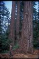 Man standing in front of giant tree