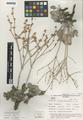 Eriogonum rupinum Reveal
