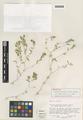 Mentzelia multicaulis (Osterh.) Goodman var. librina Thorne & F.J. Smith