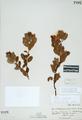 Arctostaphylos parvifolia Howell
