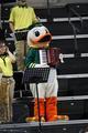 Duck mascot on accordion, 2012