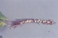 Dicerca pecterosa (Flatheaded prune tree borer)