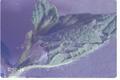 Udea profundalis (False celery leaftier)