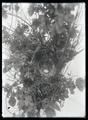 Lutescent warbler nest