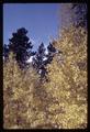 Autumn foliage near Sisters, Oregon, 1966