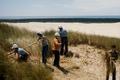 Youth/Adult Conservation corps crew pulling out dune grass