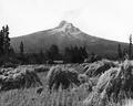 The harvest, Mt. Hood, and oat sheaves