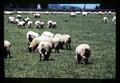 Sheep in Bob Hiatt pasture, near Scholls, Oregon, circa 1970