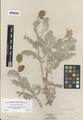 Astragalus miguelensis Greene