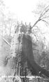 Men standing on spruce tree stump near Toledo, Oregon