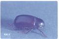 Diplotaxis subangulata (June beetle)