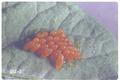 Leptinotarsa decemlineata (Colorado potato beetle)