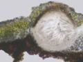Catapyrenium cinereum