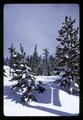 Douglas fir trees in snow, Cascade Mountains, Oregon, 1967