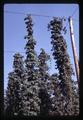 Hops on trellises, Oregon, circa 1965