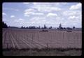 Staked pole bean field, Albany, Oregon, May 1970