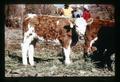 Beef cattle, Wheeler County, Oregon, circa 1973