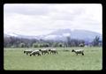 Marys Peak with sheep in foreground, Corvallis, Oregon, circa 1971