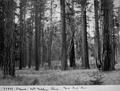 Trans -Western Yellow Pine -Yakama Indian Reservation