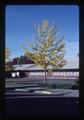 Ginko tree on Van Buren Avenue by church, Corvallis, Oregon, 1981