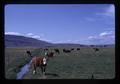 Cattle in pasture near Klamath Falls, September 1972