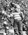 Little girl with apples in John Hancock's orchard near Salem