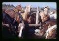 Horses at watering trough, Lake County, Oregon, circa 1972