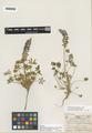 Lupinus lepidus Douglas ssp. medius Detling
