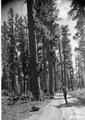 CCC crew constructing telephone line, Fremont National Forest, Oregon