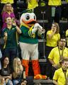 Duck mascot, 2016