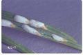 Chionaspis pinifoliae (Pine needle scale)