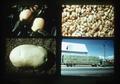 Composite slide of potato, apples, grain, and hay truck, 1979