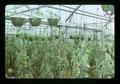 Tomatoes growing in greenhouse, Lakeview, Oregon, 1975