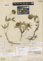Trifolium oreganum Howell var. multiovulatum L.F. Henderson