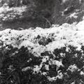 Snow on bushes