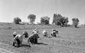 Japanese American workers planting onions