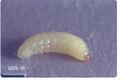 Ceutorhynchus assimilis (Cabbage seed weevil)