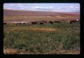 Beef cattle on irrigated pasture, Sherman County, Oregon, circa 1973