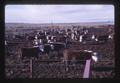 Cattle, Oregon, circa 1970