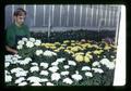 Graduate student at Clackamas greenhouse, Portland, Oregon, circa 1972