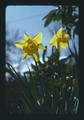 Closeup of daffodil, Corvallis, Oregon, 1975